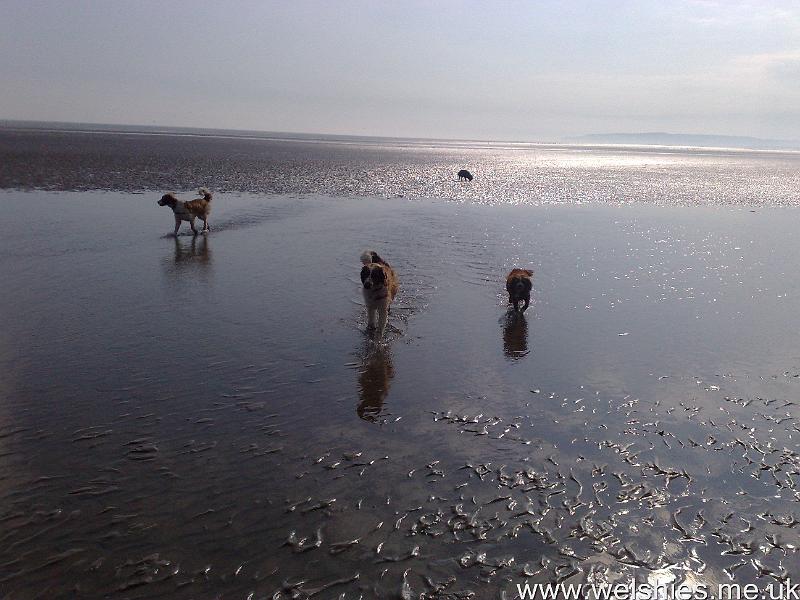 2011-04-16 09.jpg - Camber Sands